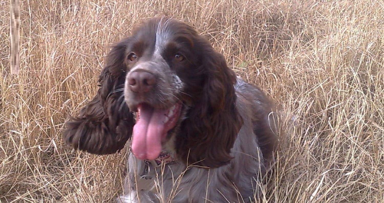 Nutmeg Running Free In Fields Above